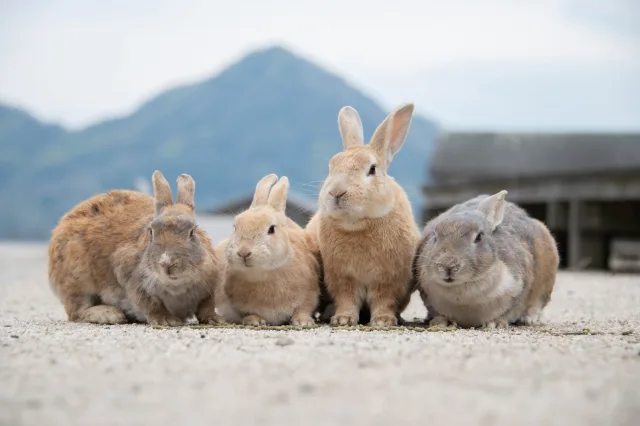 並んだうさぎ