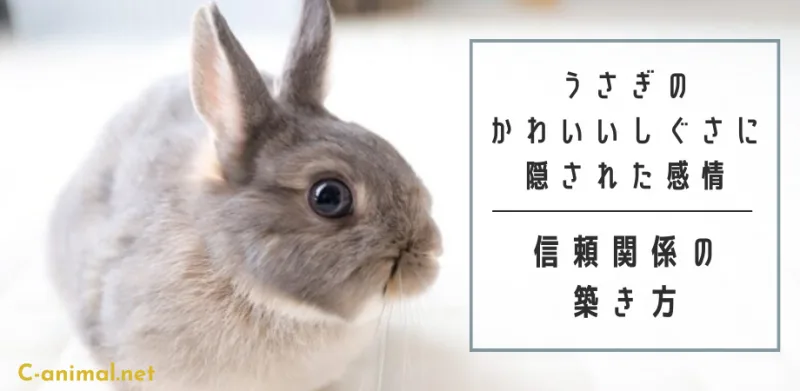 ウサギのかわいいしぐさに隠された感情