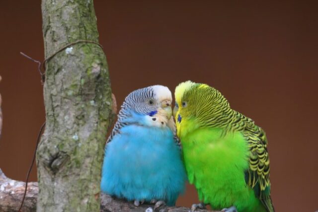 仲良しな2匹のセキセイインコ