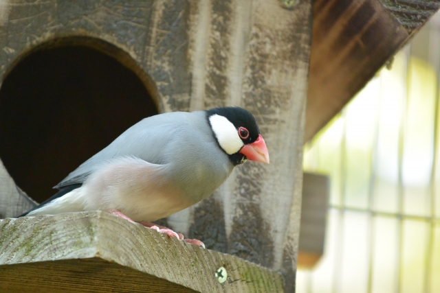 ブンチョウの写真