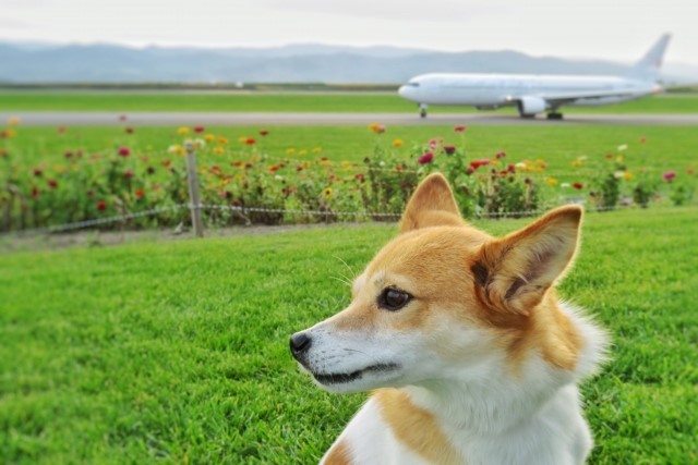 犬と飛行機