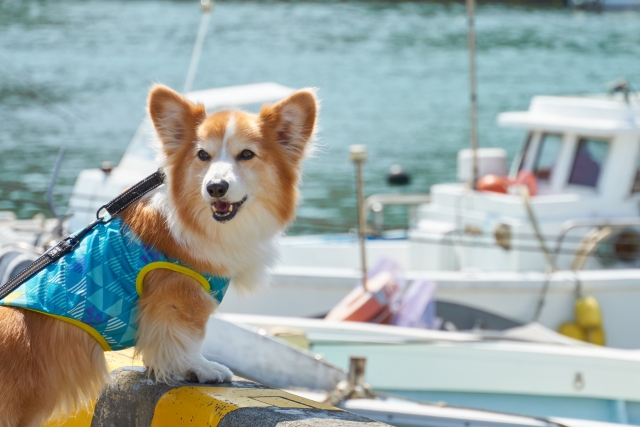 船と犬