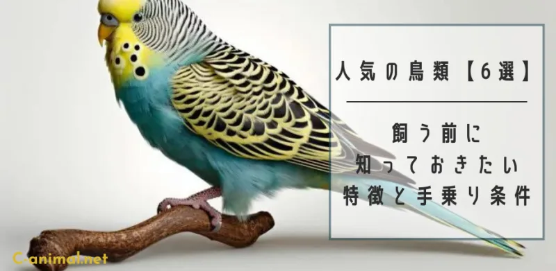 木に止まるインコ