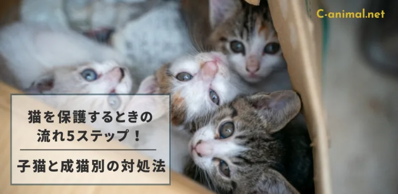 段ボールに入った子猫たち